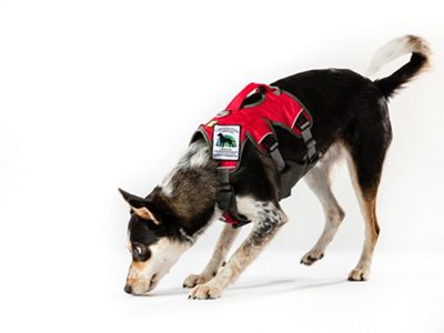 Un perro olfatea el suelo.