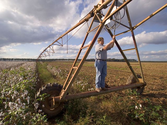 Technician checks irrigation system in a field of cotton with rows of ready to harvest cotton alongside.