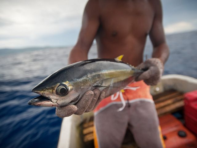 A fisherman from Enipein Village on Pohnpei in the Federated States of Micronesia fishes for skipjack and yellowfin tuna several miles off the Enipein reef crest.