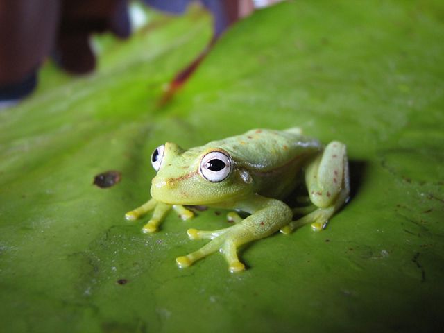 spotted emerald glass frog with green skin and big eyes, sitting on a leaf in the Brazilian Amazon