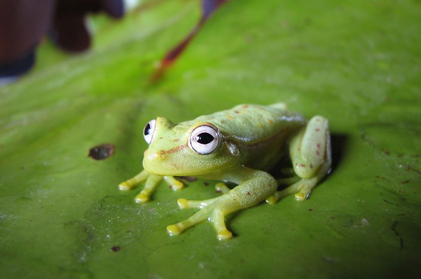 spotted emerald glass frog with green skin and big eyes, sitting on a leaf in the Brazilian Amazon