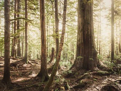 A forest filled with sunshine