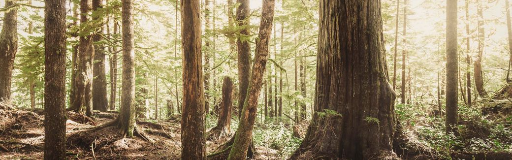 View looking at the bases of wide and thin trees in a dense forest.