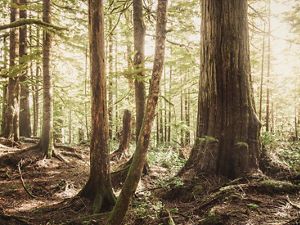 Old growth forest in Washington state.