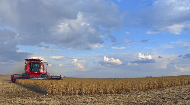 A red combine drives through rows of golden crops as it harvests on a farm.