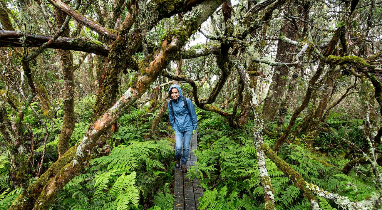 A woman hikes in Waikamoi Preserve in Maui, Hawaii.