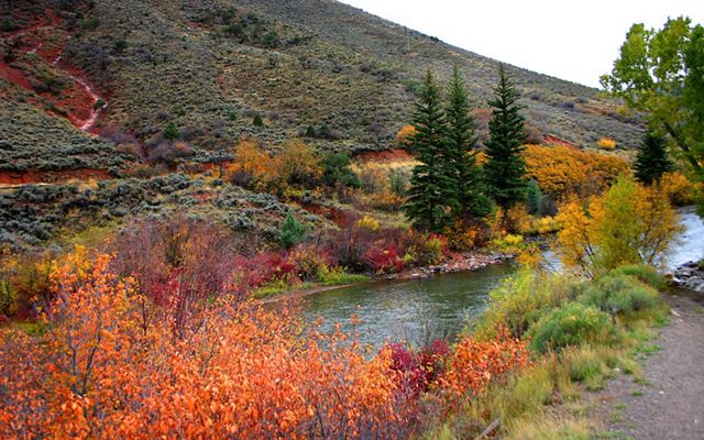 Fall foliage is growing along a rushing river.