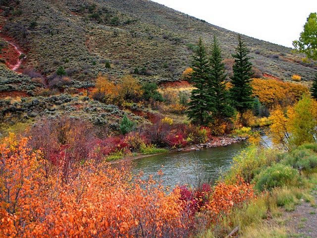 Fall foliage is growing along a rushing river.