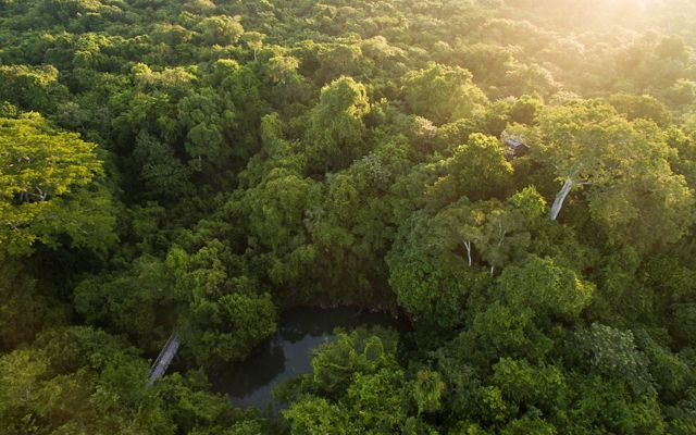 Aerial views of the hardwood forest around the logging community of Noh Bec, Quintana Roo. 