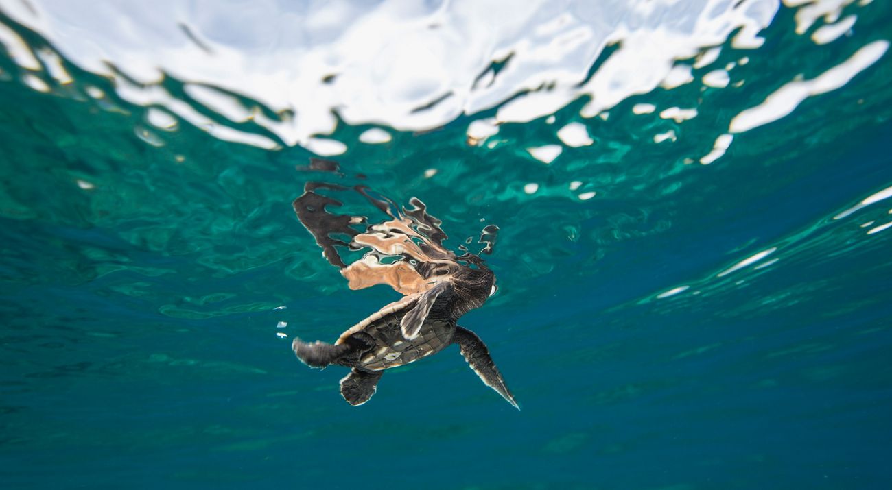 Underwater shot of a baby hawksbill.
