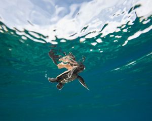 takes to the sea.