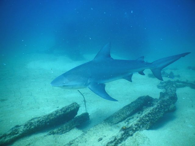 a grey shark swimming over submerged logs