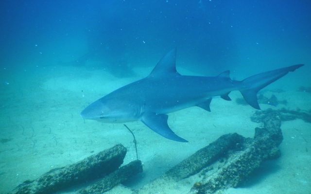 Bull Shark Facts & Conservation Info
