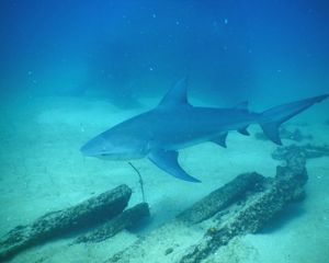 An murky, underwater view of a bull shark.