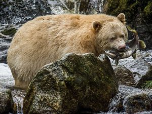 A Kermode bear or "spirit bear" (Ursus americanus kermodei) on Gribbell Island in the Great Bear Rainforest of Canada.