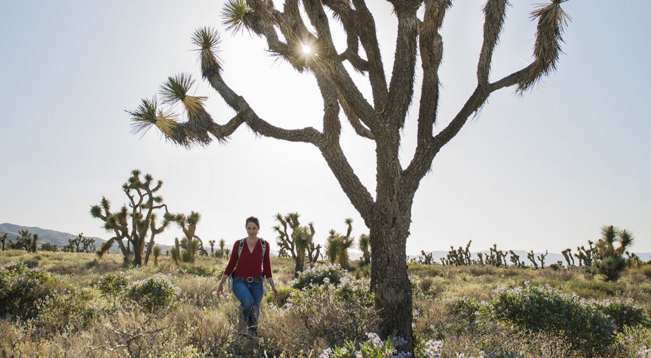 A woman walks through tall grass and shrubs interspersed with Joshua trees.