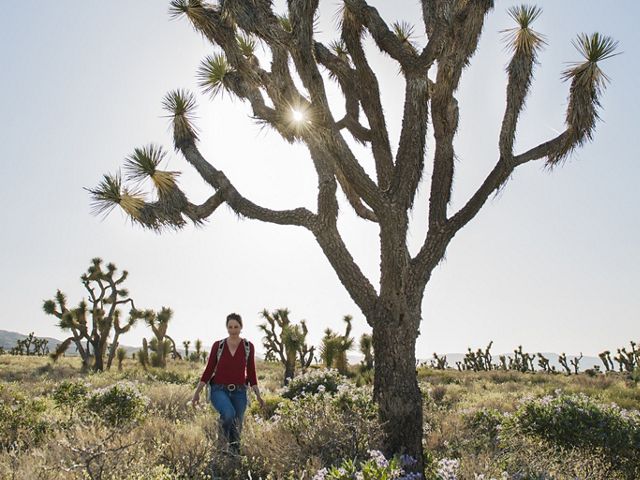Joshua tree