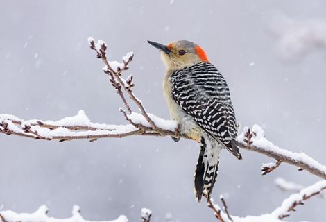 Woodpecker sitting on a snowy branch