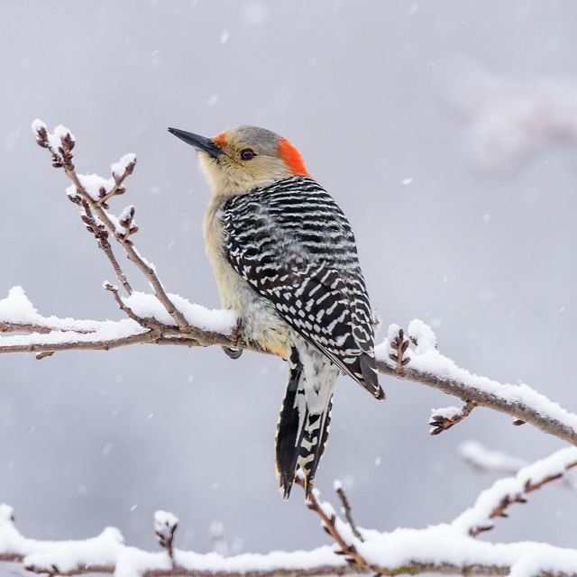 Woodpecker sitting on a snowy branch