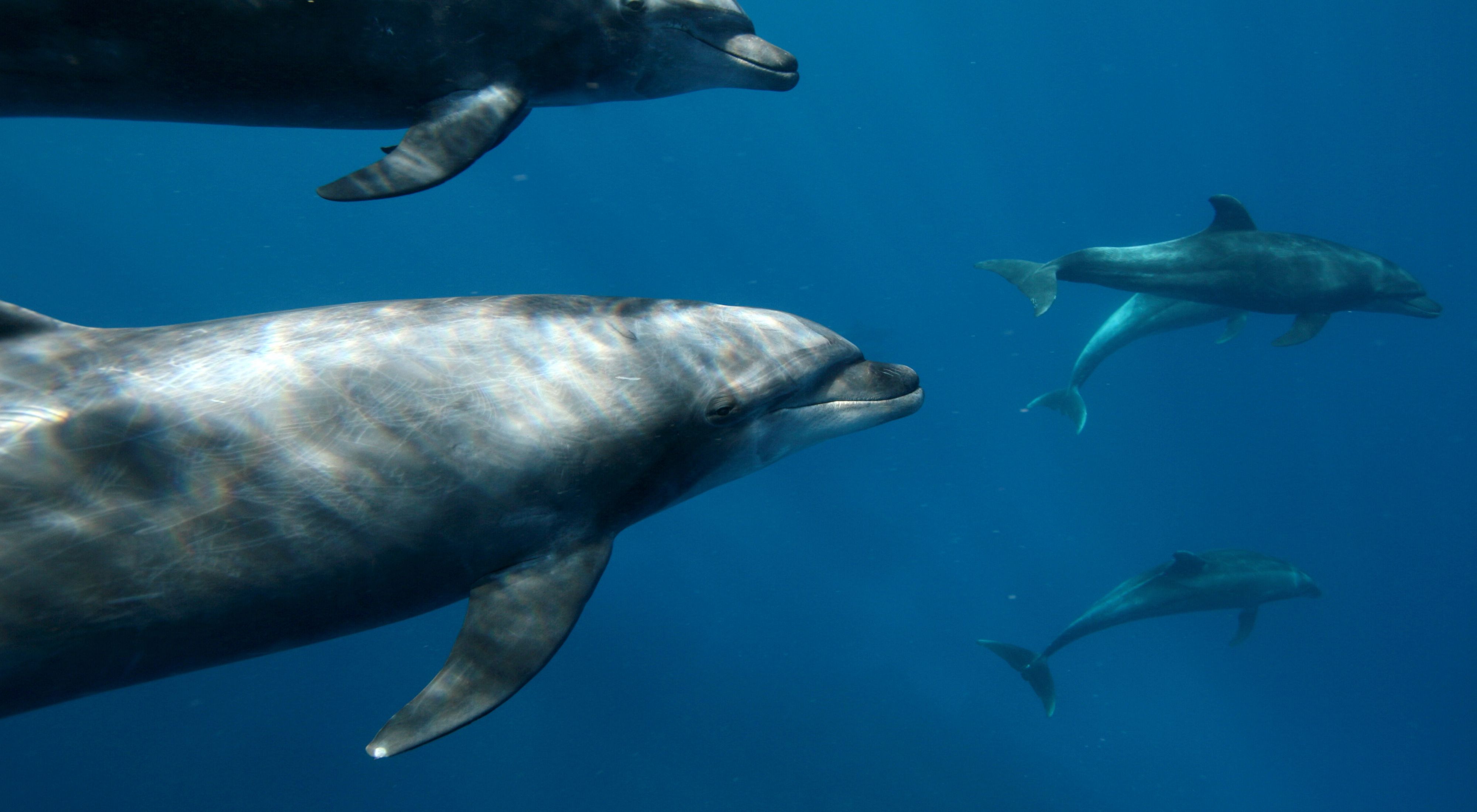 The bottlenose dolphin (Tursiops truncates) is one of dozens of species of marine mammals to ply the waters off Mexico’s Baja California Peninsula. Here, the Conservancy is working to strengthen a network of marine protected areas that will ensure these iconic creatures have a place to call home in the Gulf of California.    