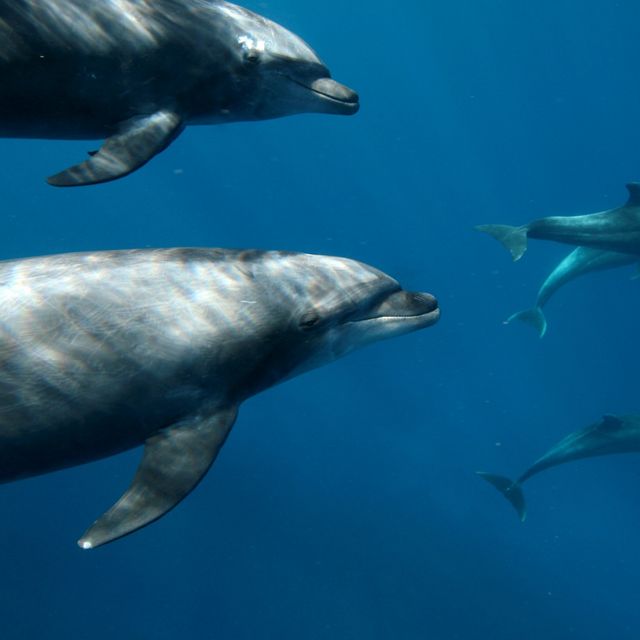 The bottlenose dolphin (Tursiops truncates) is one of dozens of species of marine mammals to ply the waters off Mexico’s Baja California Peninsula. Here, the Conservancy is working to strengthen a network of marine protected areas that will ensure these iconic creatures have a place to call home in the Gulf of California.    