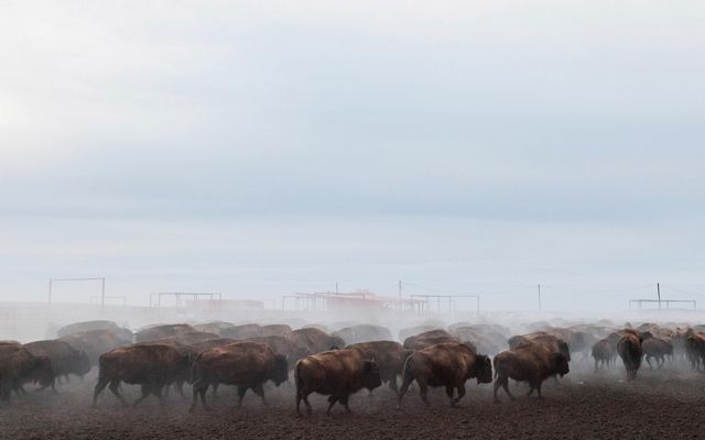 Bison in a holding corral in the mist