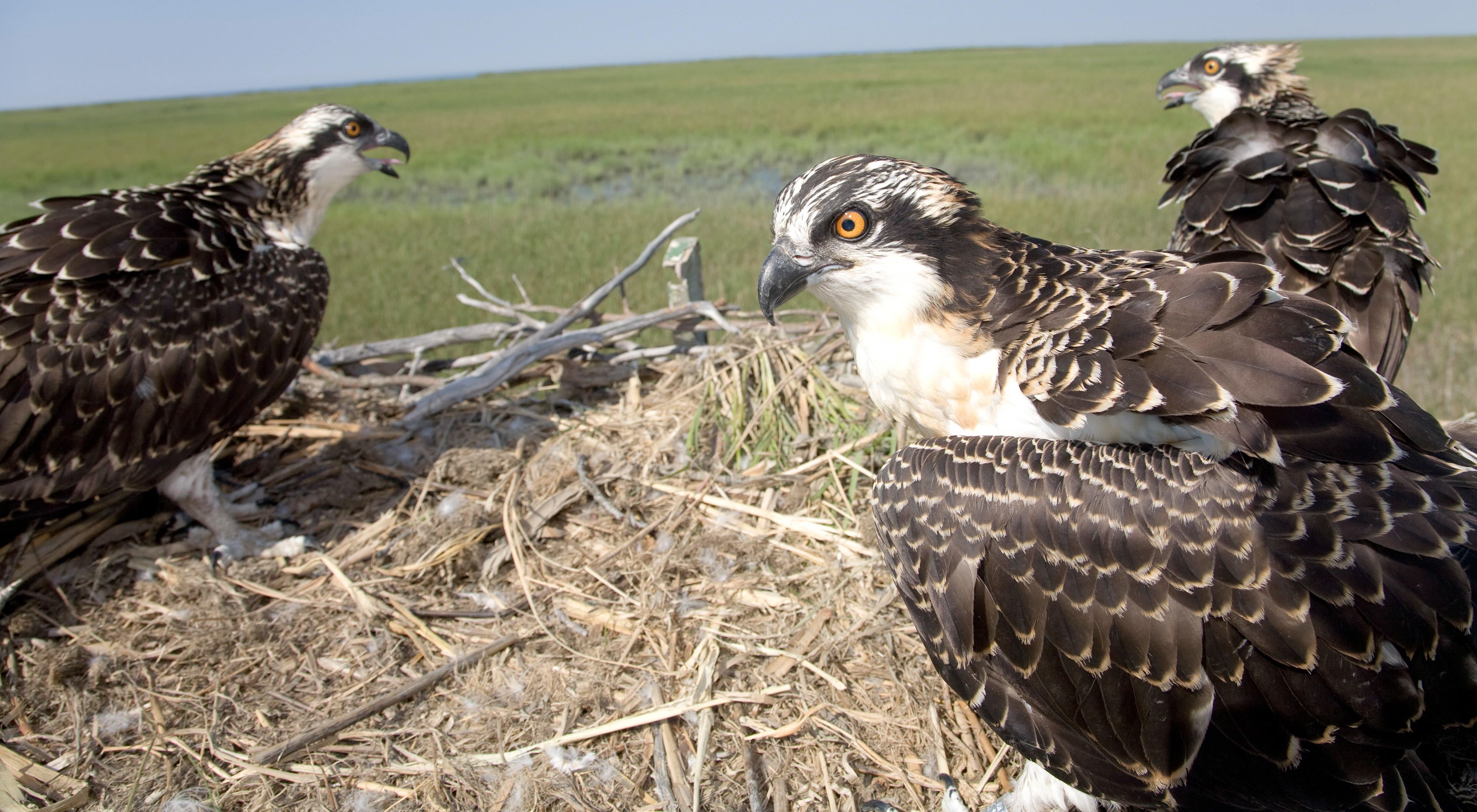 A closeup of two osprey in a nest.