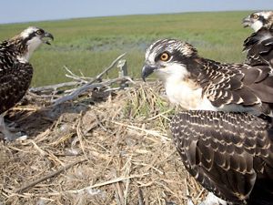 Osprey adults and fledglings in nest.