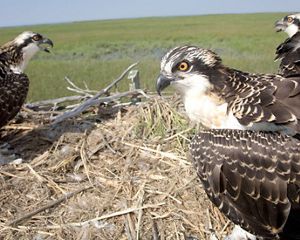Osprey adults and fledglings in nest.
