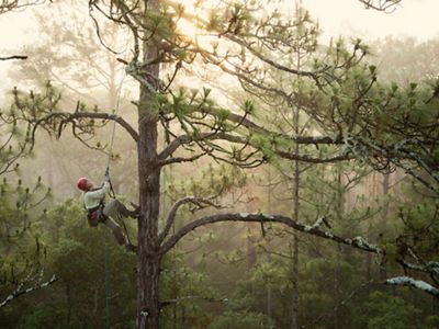 A woman in climbing gear makes her way up a tall pine tree.