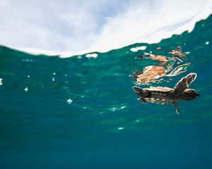 Hawksbills sea turtle
