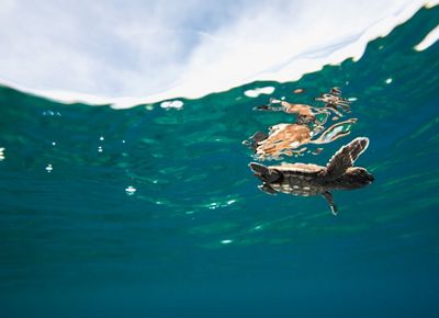 Hawksbills sea turtle