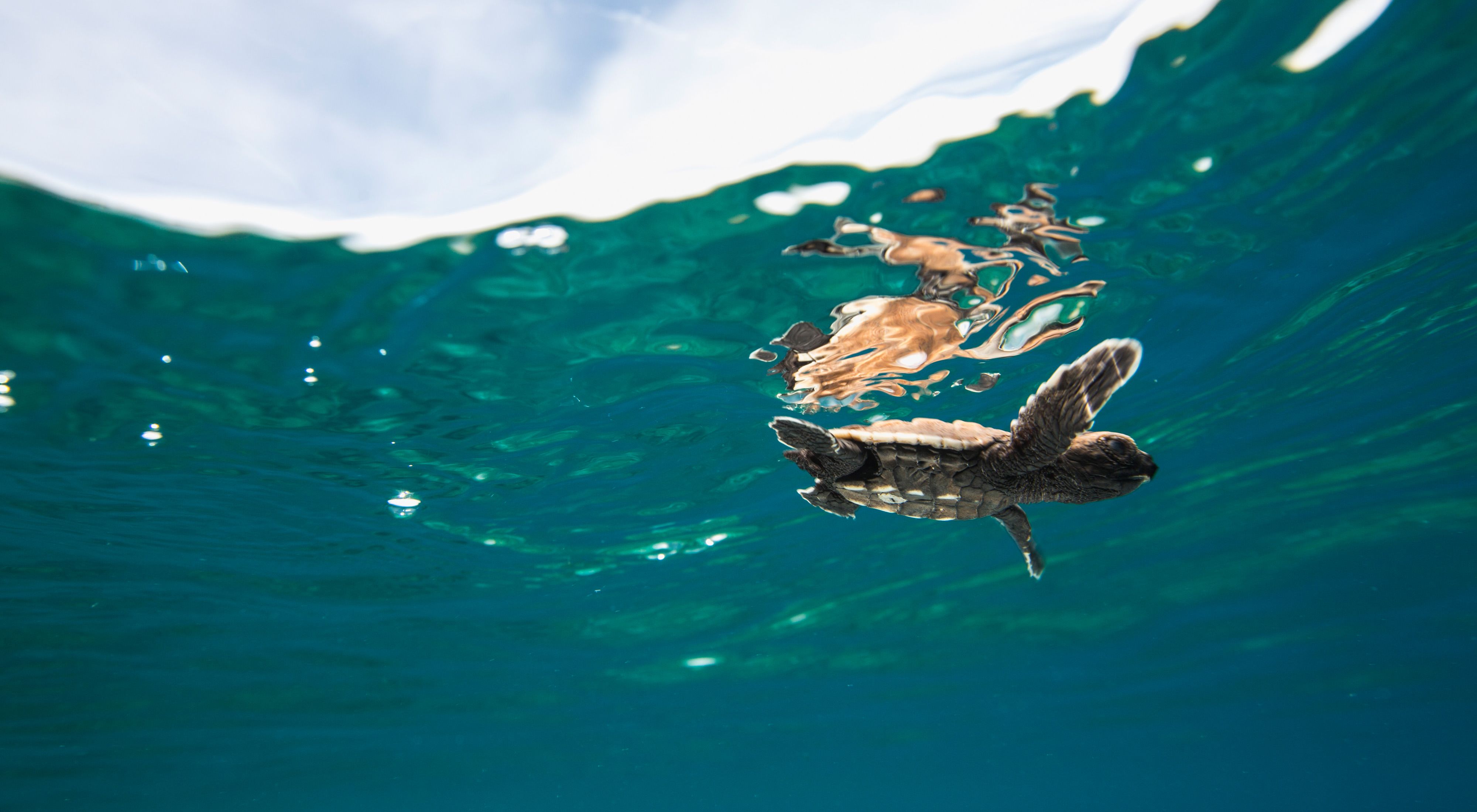 A baby turtle swims at the surface of the water.