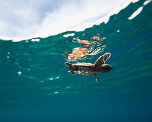 Baby turtle swimming in the ocean.