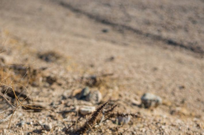 A desert tortoise with radio transmitters on its shell emerges from an underground burrow in the sandy dirt.