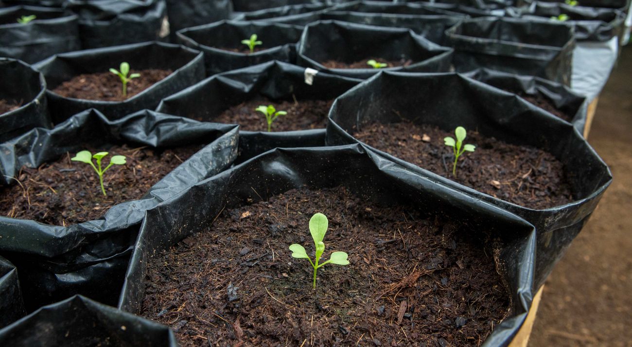 Seedlings in soil in a row of bags.