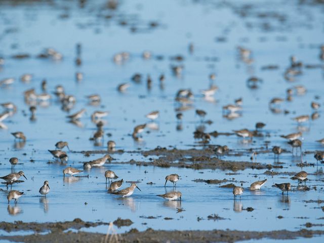 As many as 20,000 dunlin at a time flocked to the temporary wetlands created by the Conservancy’s BirdReturns program this spring.