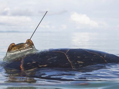 A hawksbill turtle's shell cresting the surface of the ocean with a tracker visible on its back.