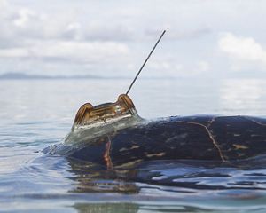 A tracking device attached to a sea turtle shell.
