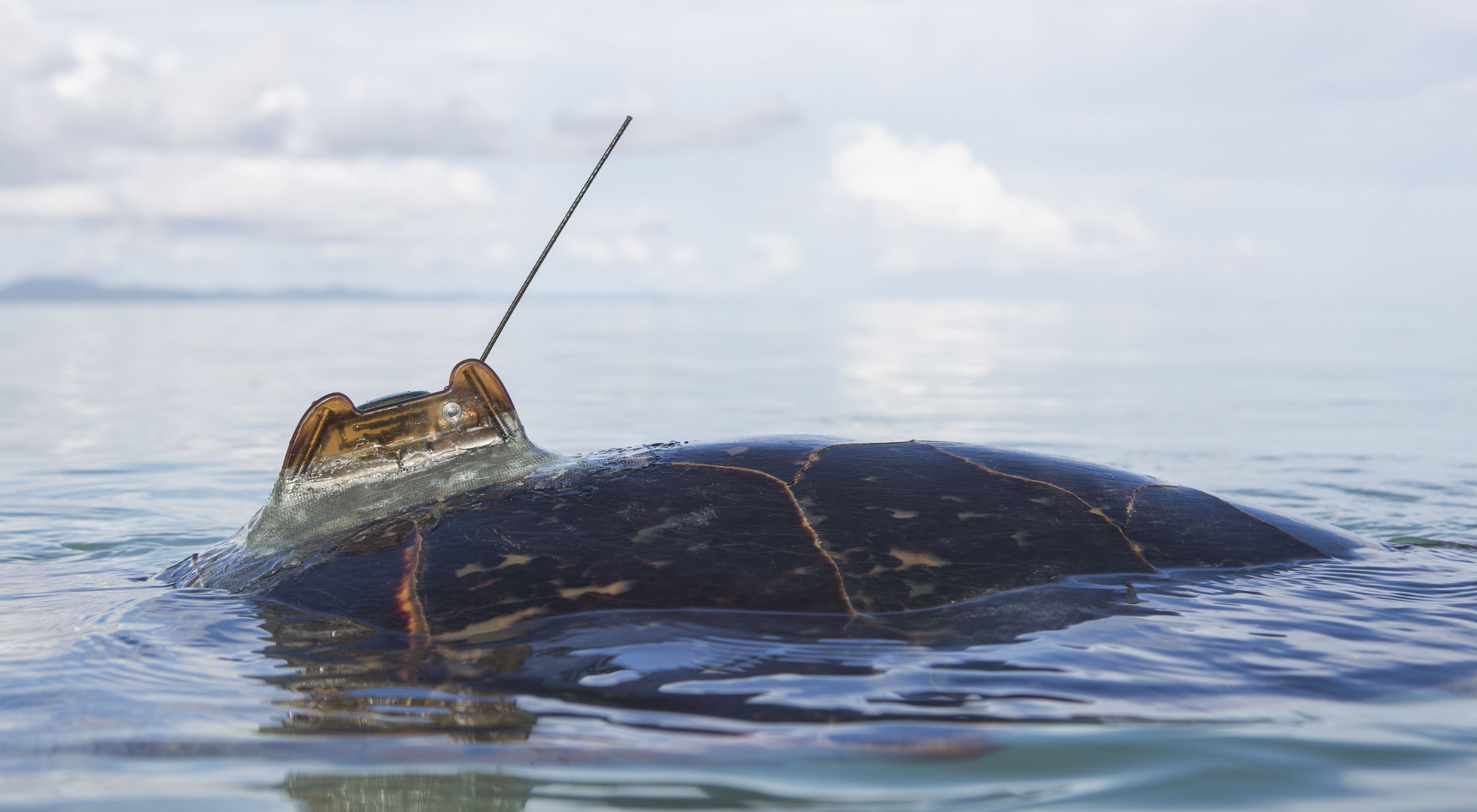 A turtle at the ocean's surface has a tracking device on its shell.