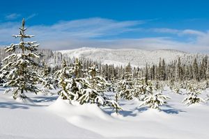 A vast forest is covered in deep snow.