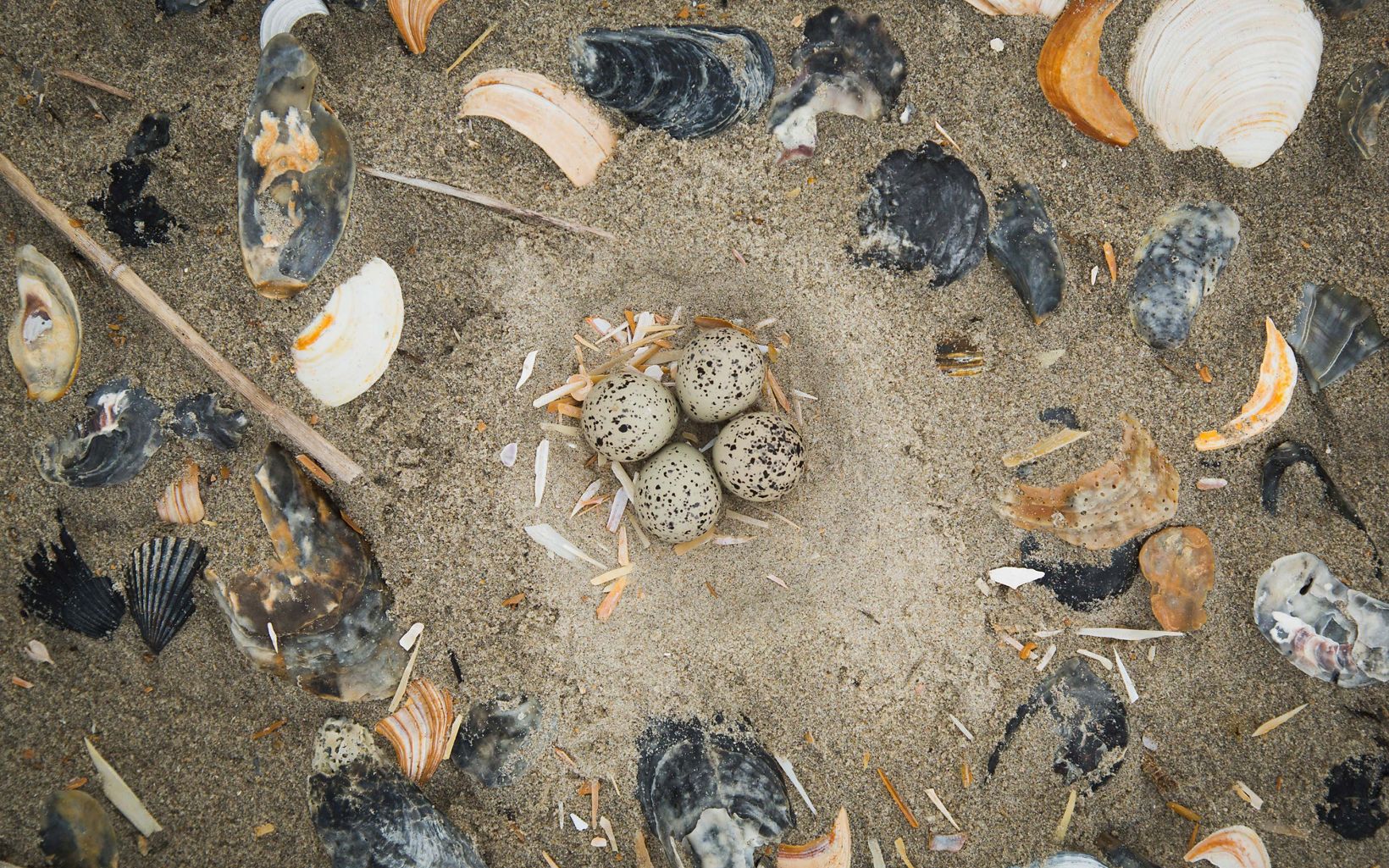 Four speckled eggs surrounded by mussel, clam and scallop shells in the sand.