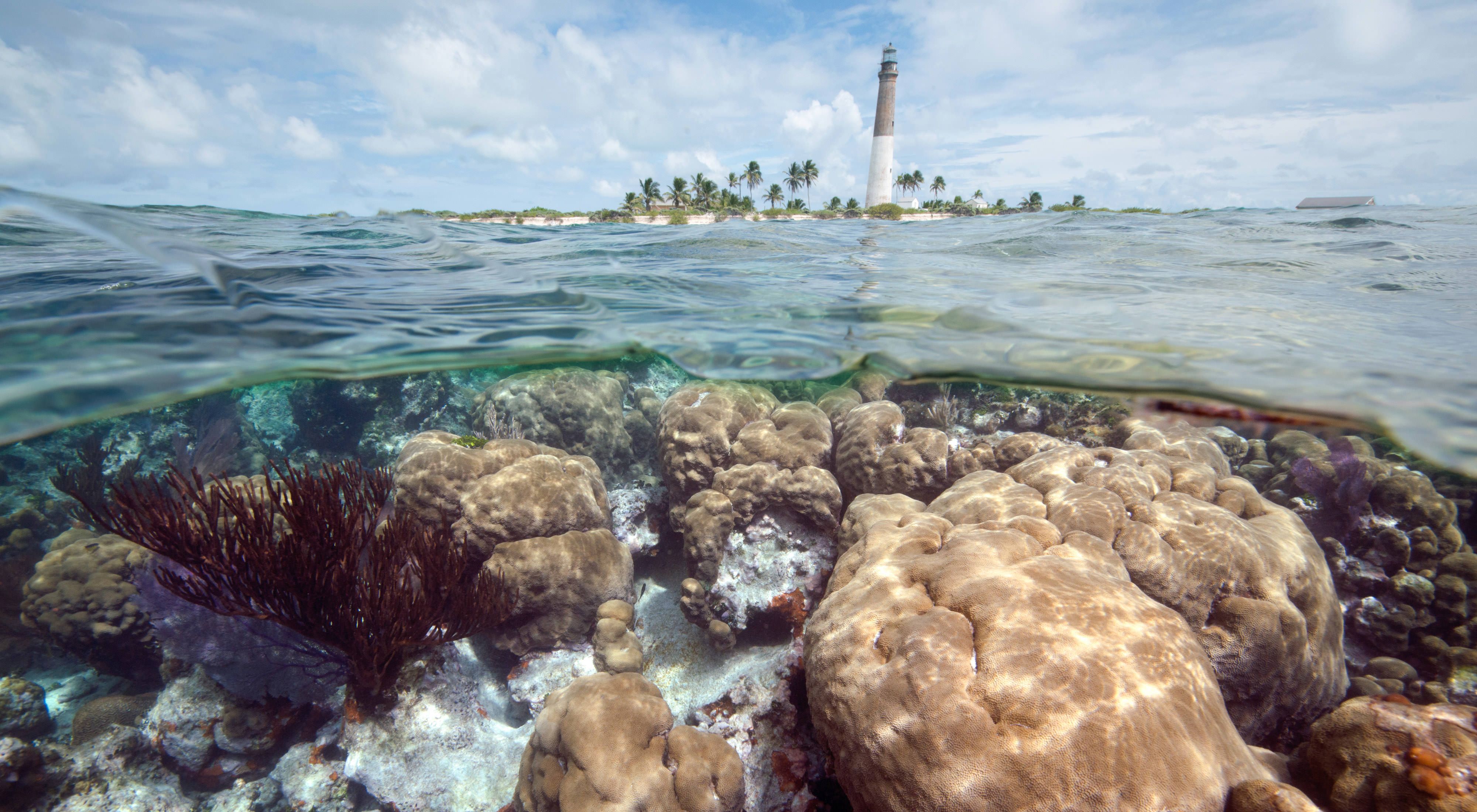 Sunlight dapples coral in a Florida reef. A tall lighthouse rises from a small island in the background, surrounded by gently lapping water.