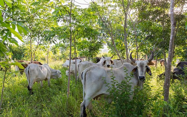 Cattle graze in the shade of rancher Jose Palomo's "silvopastoral" pasture at his ranch Los Potrillos in Becanchen, Yucatan.