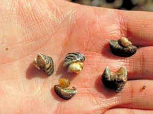Closeup view of Zebra mussels from the Detroit River.