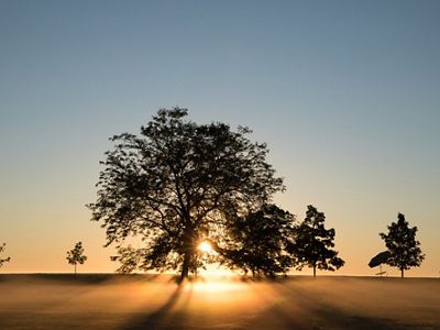 A tree silhouette at sunrise over Lake Michigan.