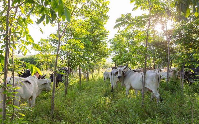 Cattle graze in an area shaded by trees