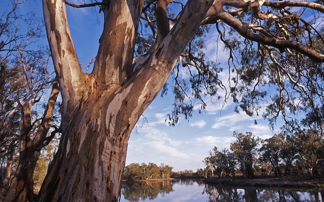 hanging over the banks of the Murray River at Ned's Corner. Ned's Corner is a former sheep station and the largest freehold property in Victoria, which was aquired by the Trust for Nature with the assistance of The Nature Conservancy and the RE Ross Trust.  