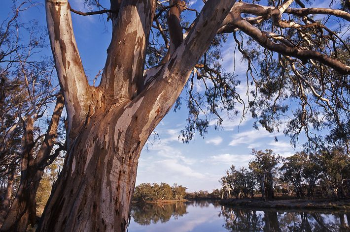 closeup of a large tree trunk