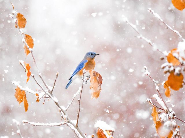 Azulejo en una rama nevada con hojas anaranjadas.